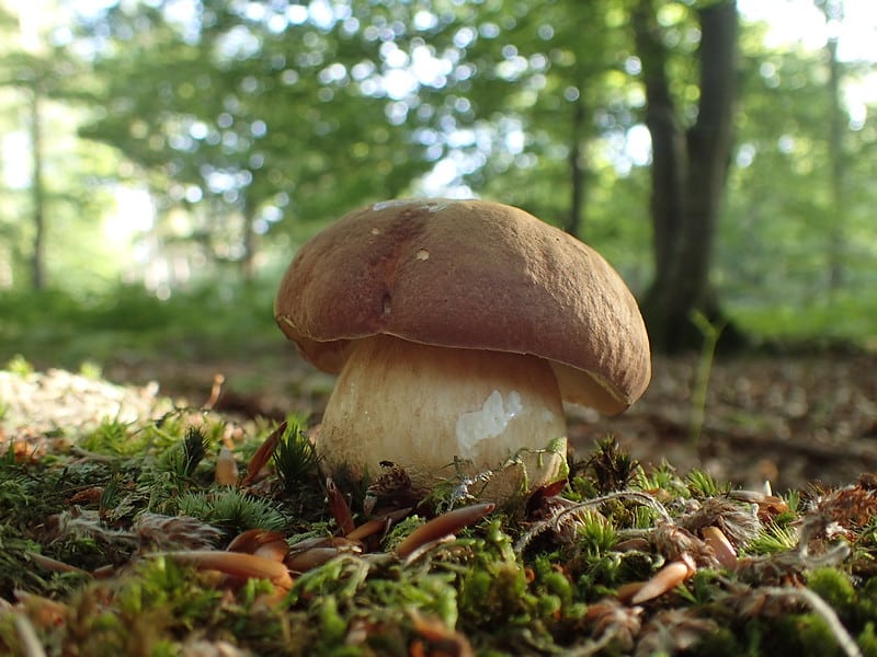 Le cèpe des pins est-il comestible ?