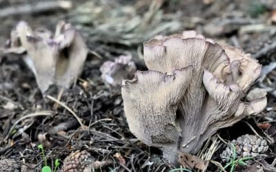 Chanterelles violettes : tout savoir