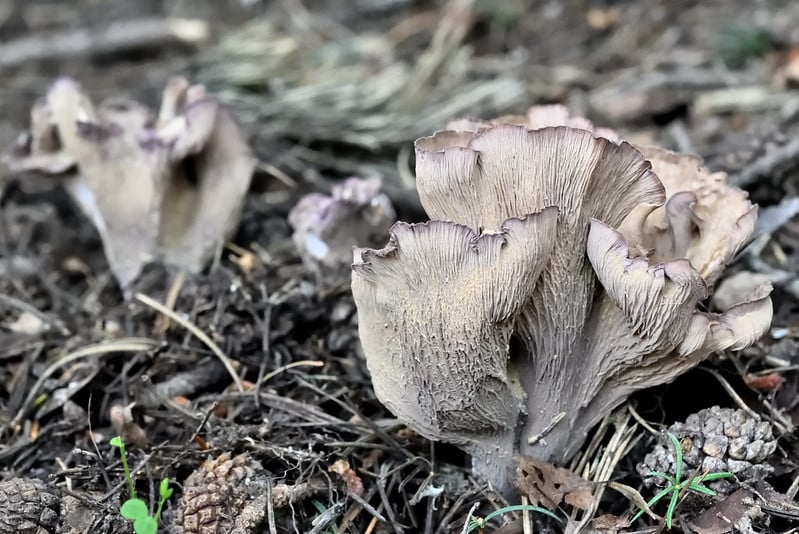 Chanterelles violettes : tout savoir