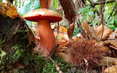 Le cèpe rouge : tout savoir sur ce champignon méconnu