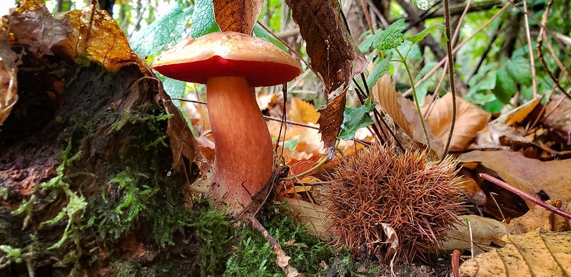 Le cèpe rouge : tout savoir sur ce champignon méconnu