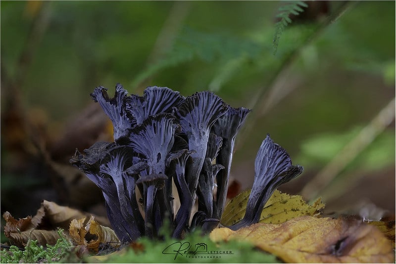 Chanterelle cendrée : tout savoir