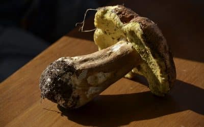 Bolet ou cèpe ? Démêlons le vrai du faux