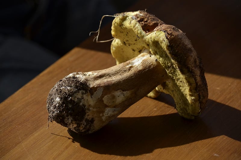 Bolet ou cèpe ? Démêlons le vrai du faux