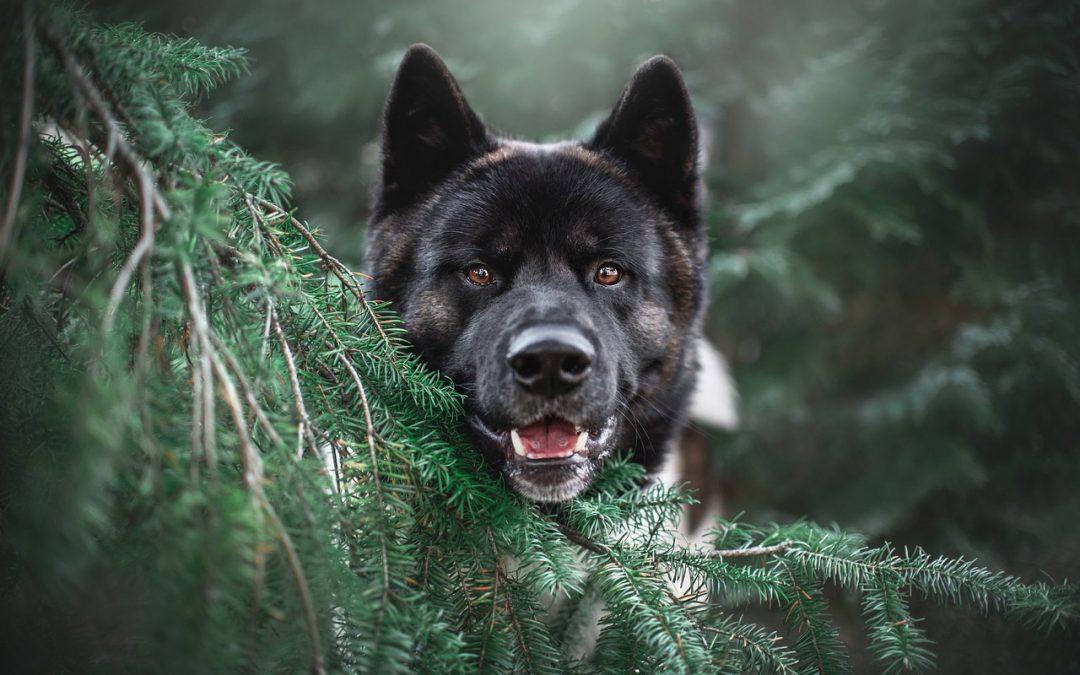 Les races de chiens truffiers les plus réputées