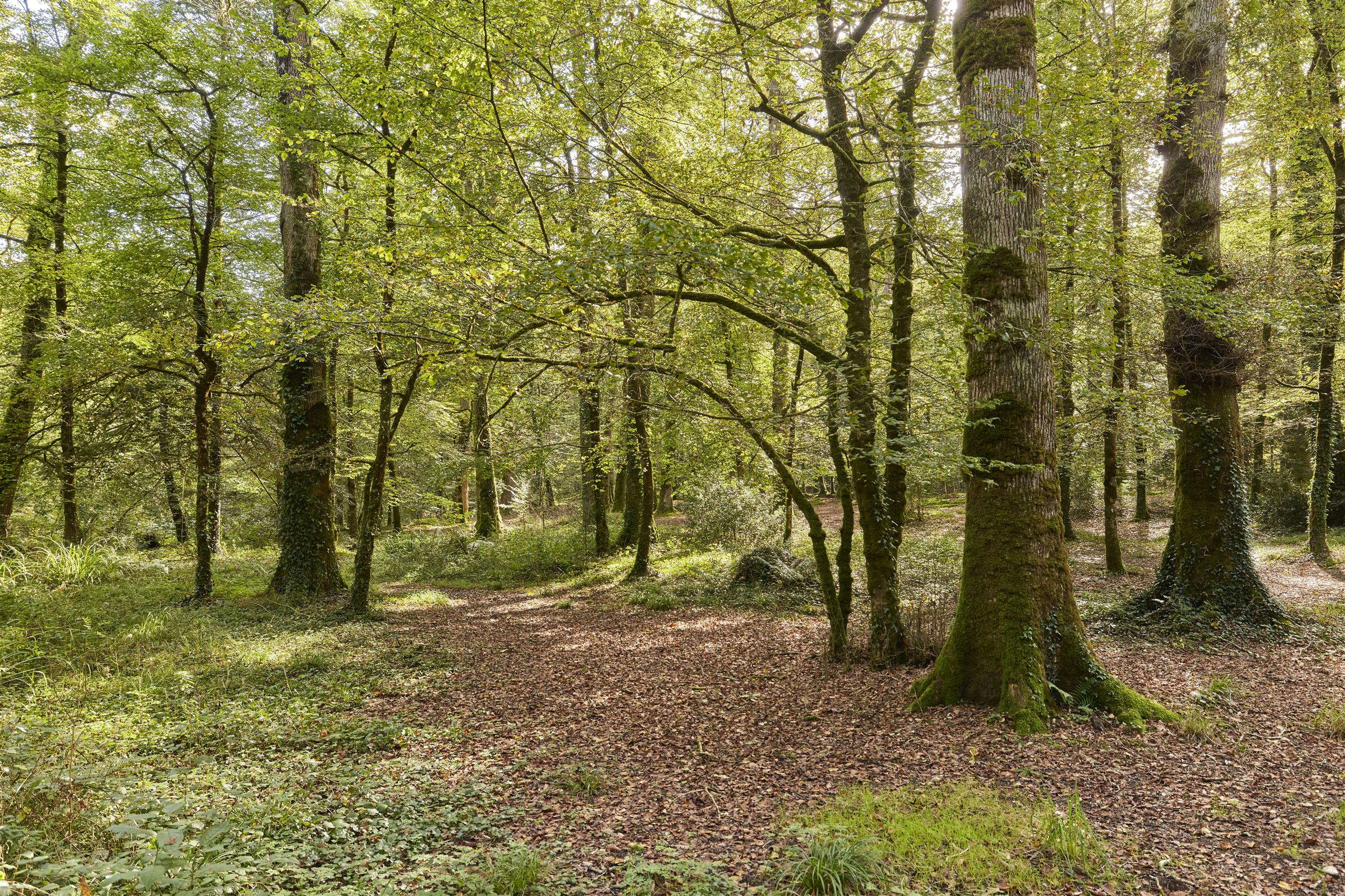 foret