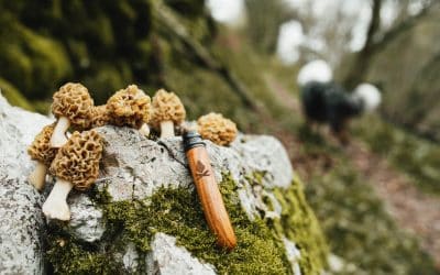 Trouver des morilles autour de moi