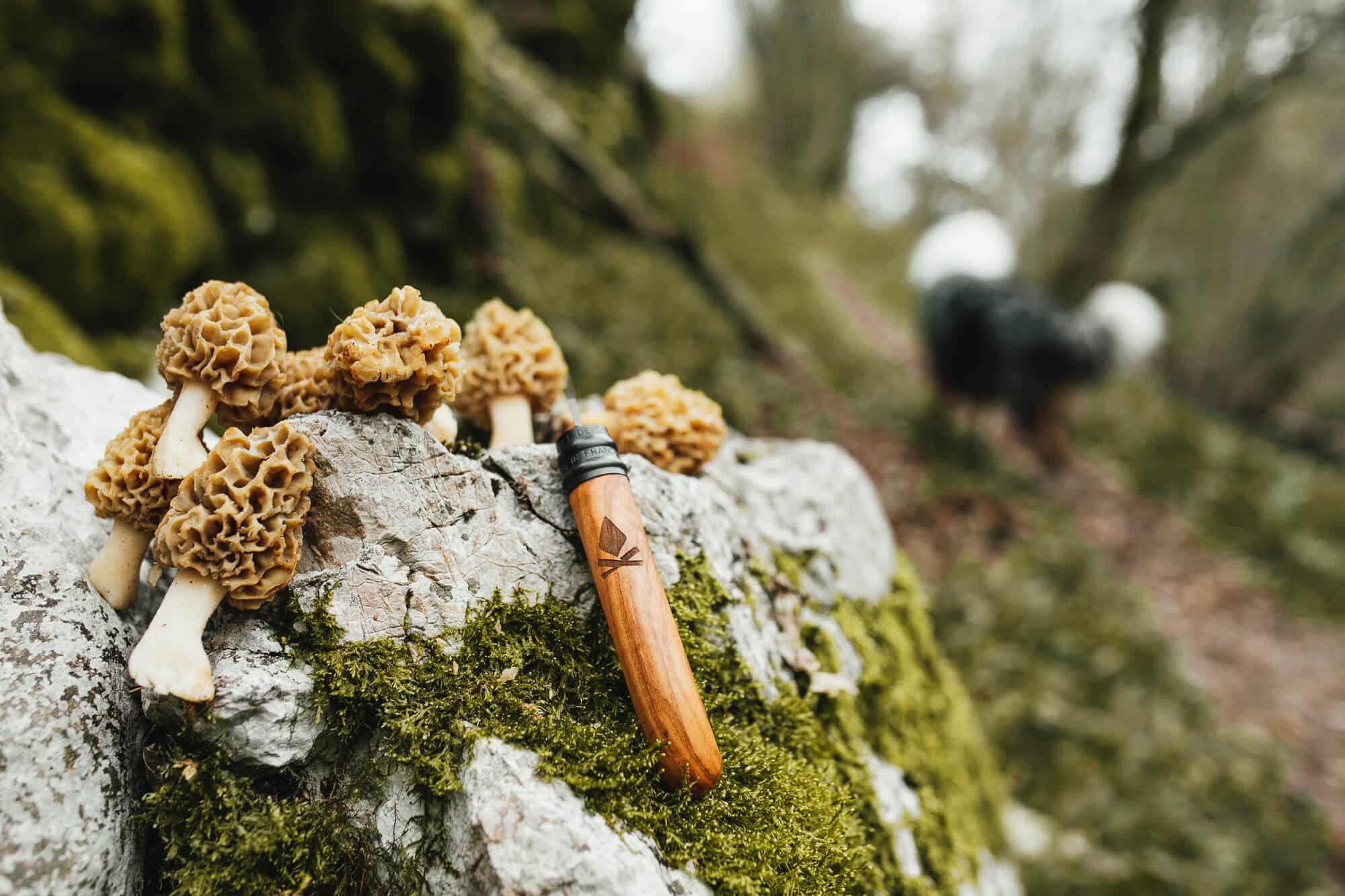 cueillir morilles