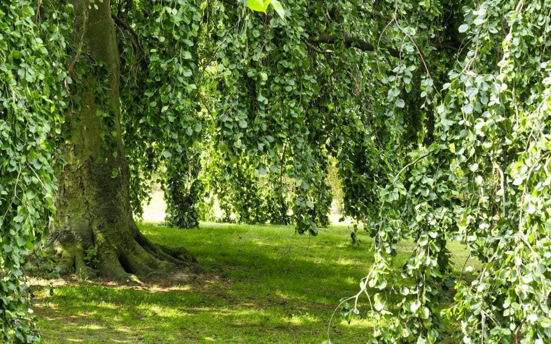 Sous quels arbres trouve-t-on des girolles ?