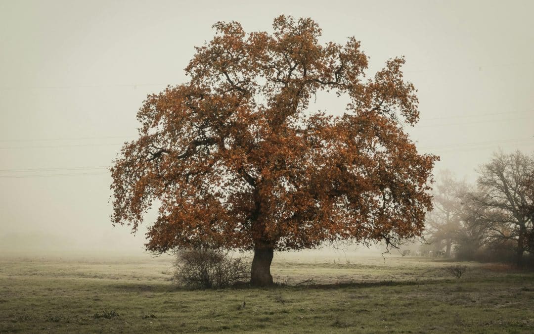 Sous quels arbres trouve-t-on des cèpes ?