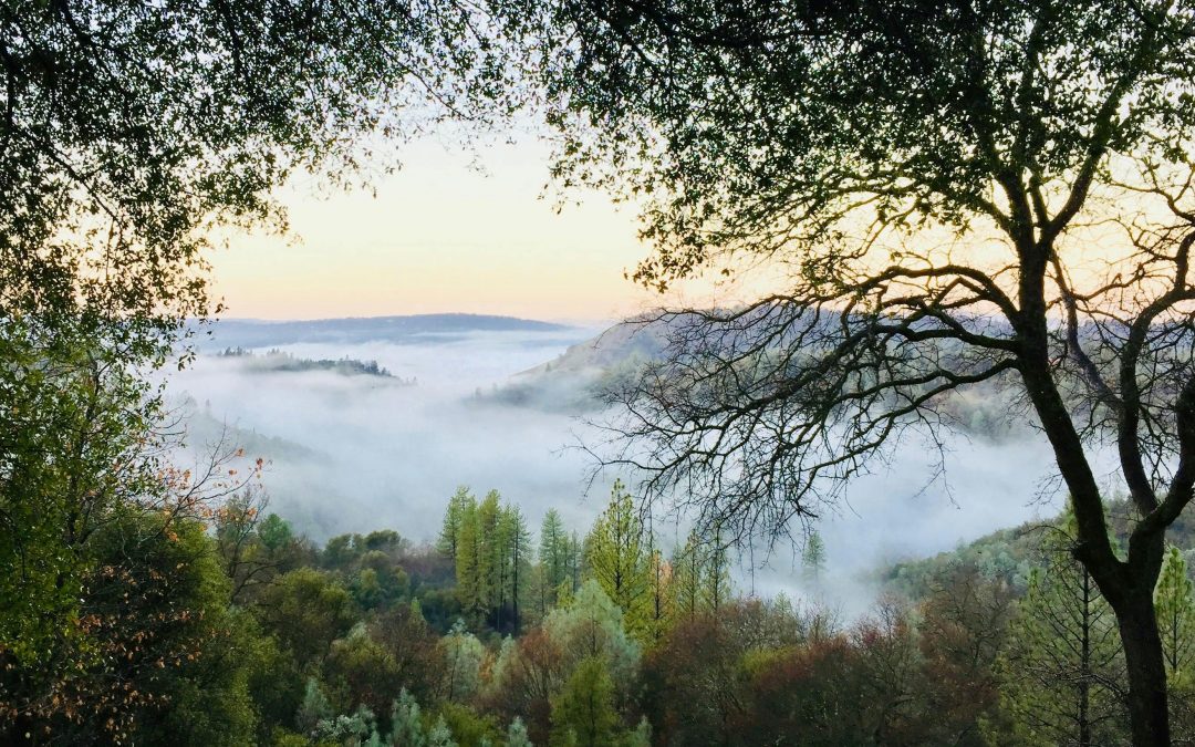 Sous quels arbres trouve-t-on des morilles ?