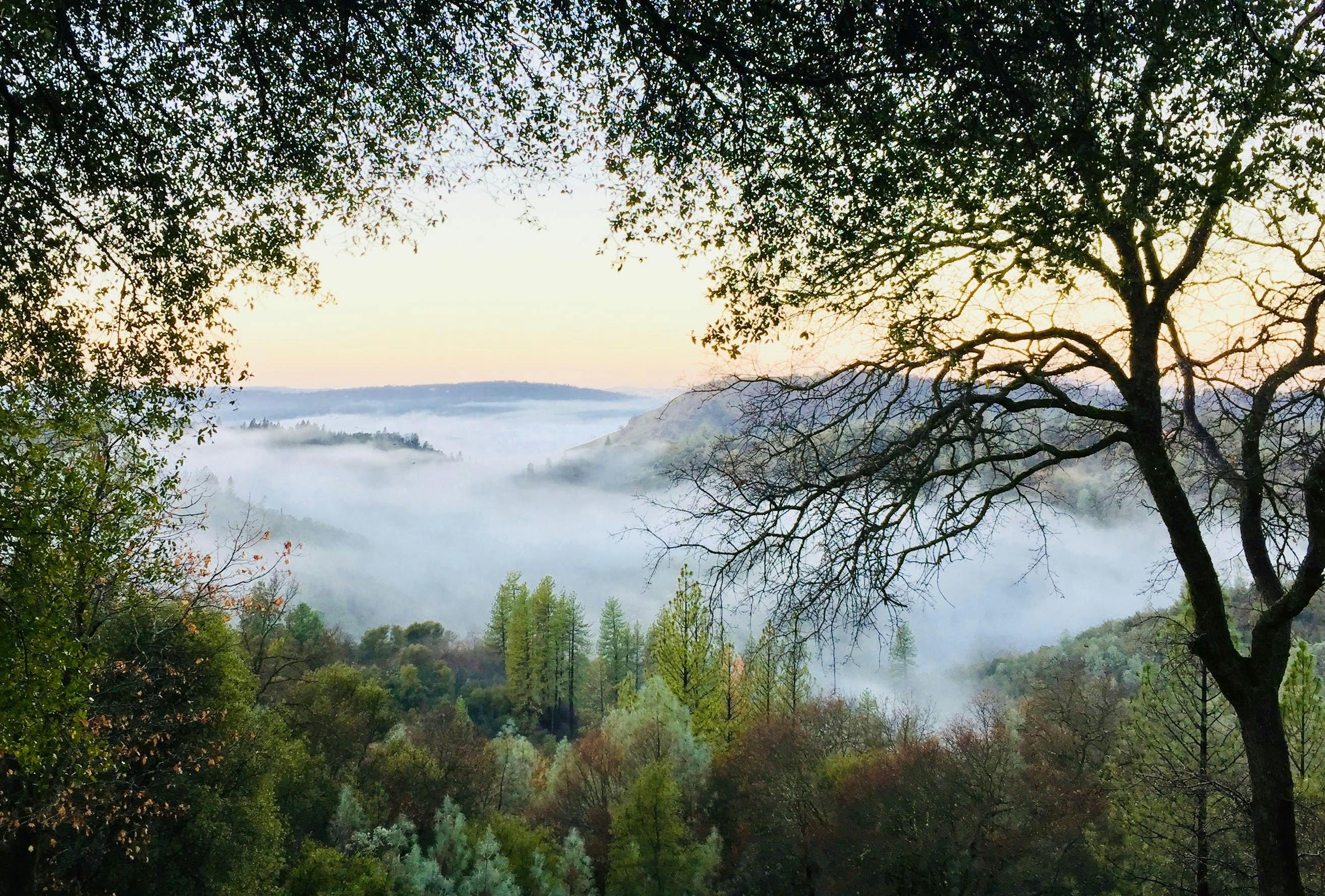 frêne