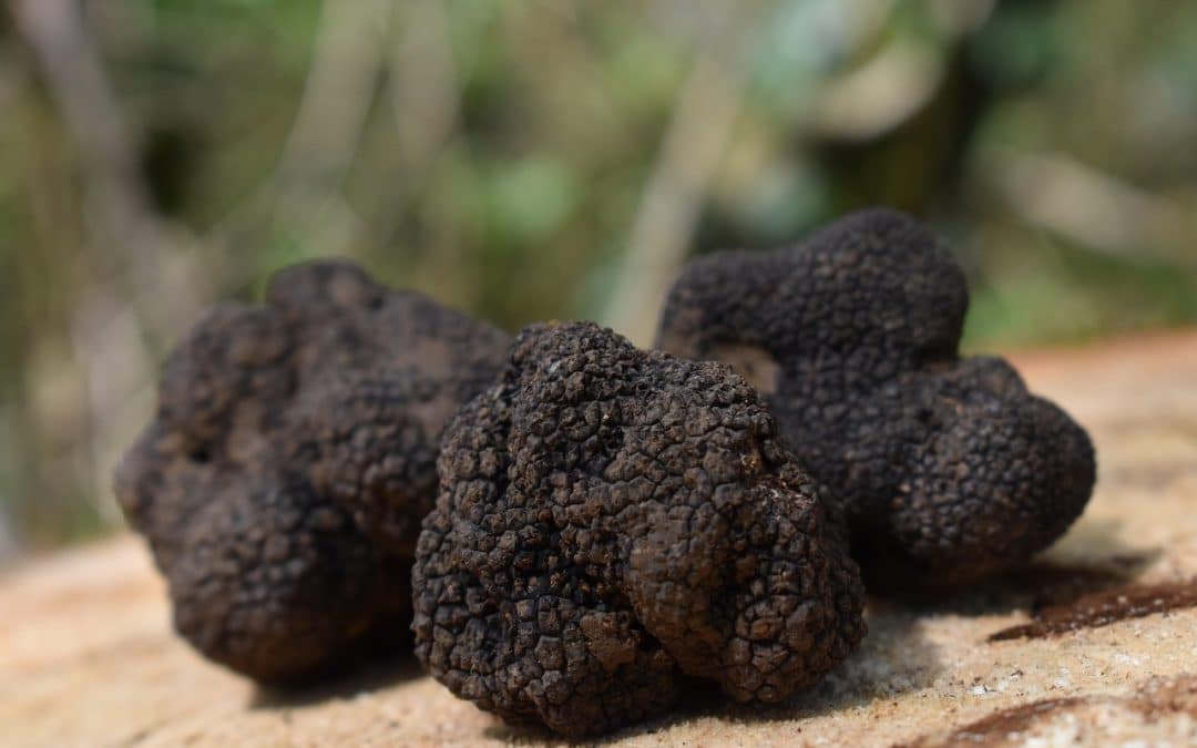 Le prix des truffes : tout savoir