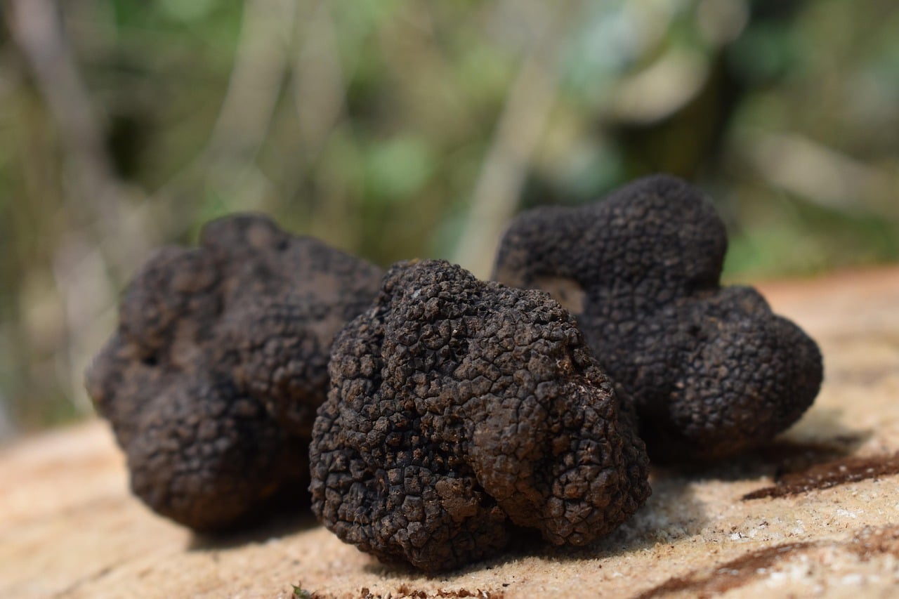 truffes truffes