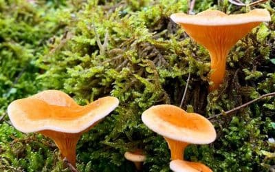La fausse girolle : un sosie trompeur, toxique et mortel