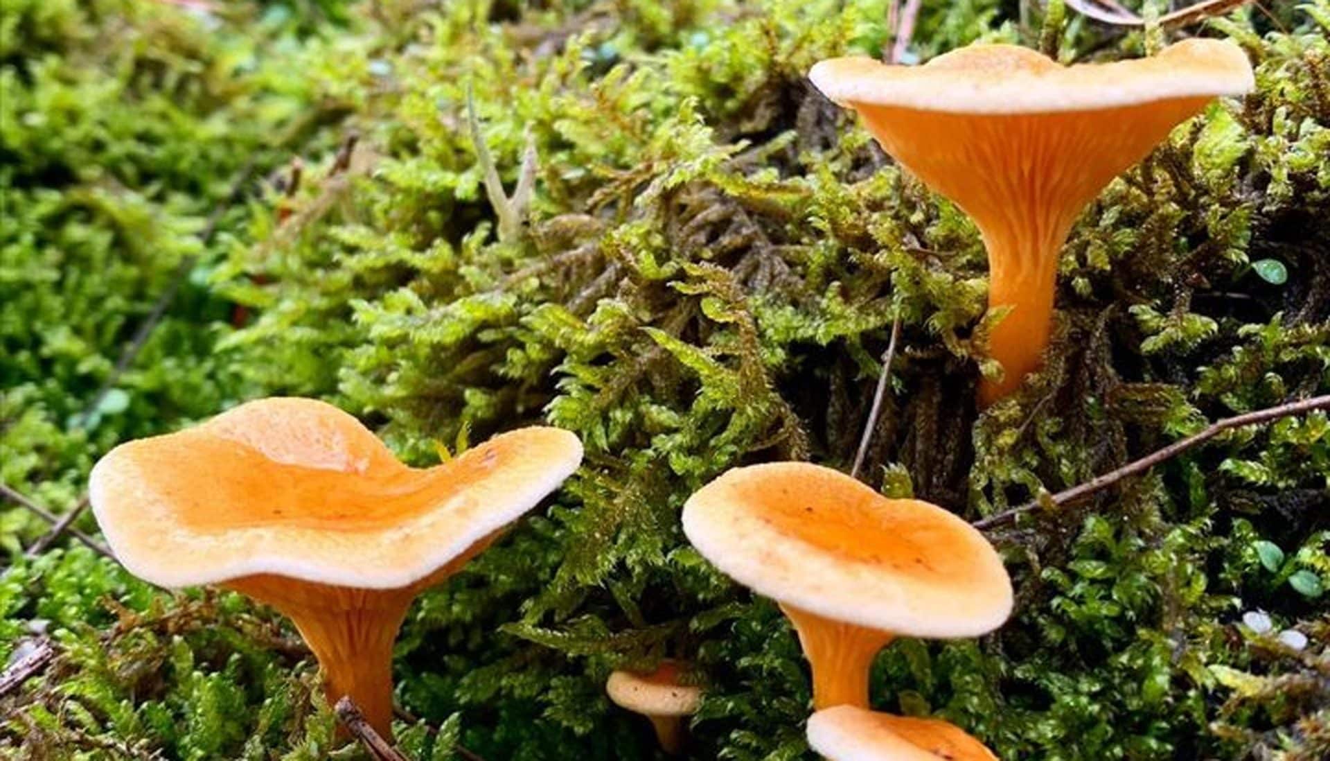 Fausse-girolle