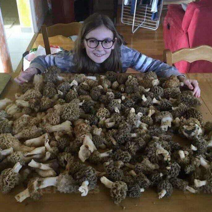 recolte morilles