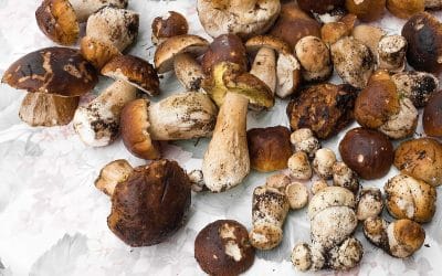 Comment bien conserver les cèpes ?