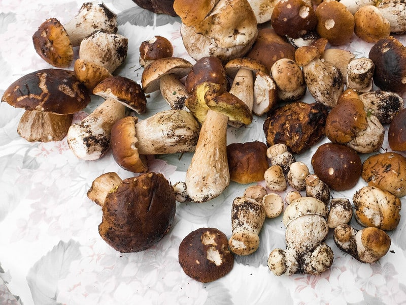 conserver les cepes