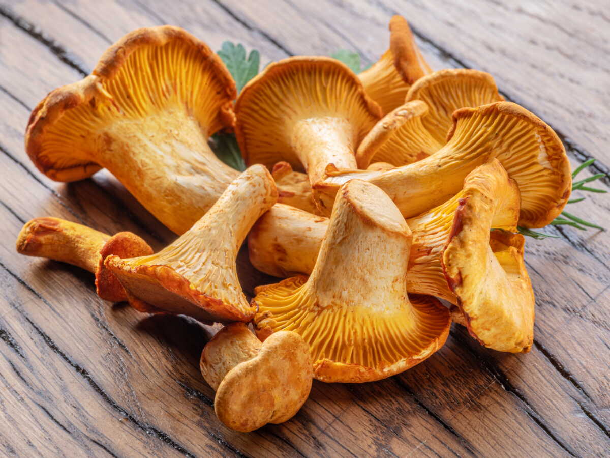 nettoyer girolles