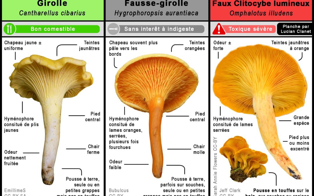 La fausse girolle : toxique et mortelle