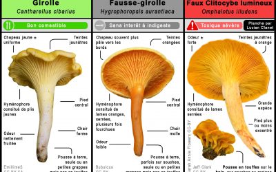 La fausse girolle : toxique et mortelle