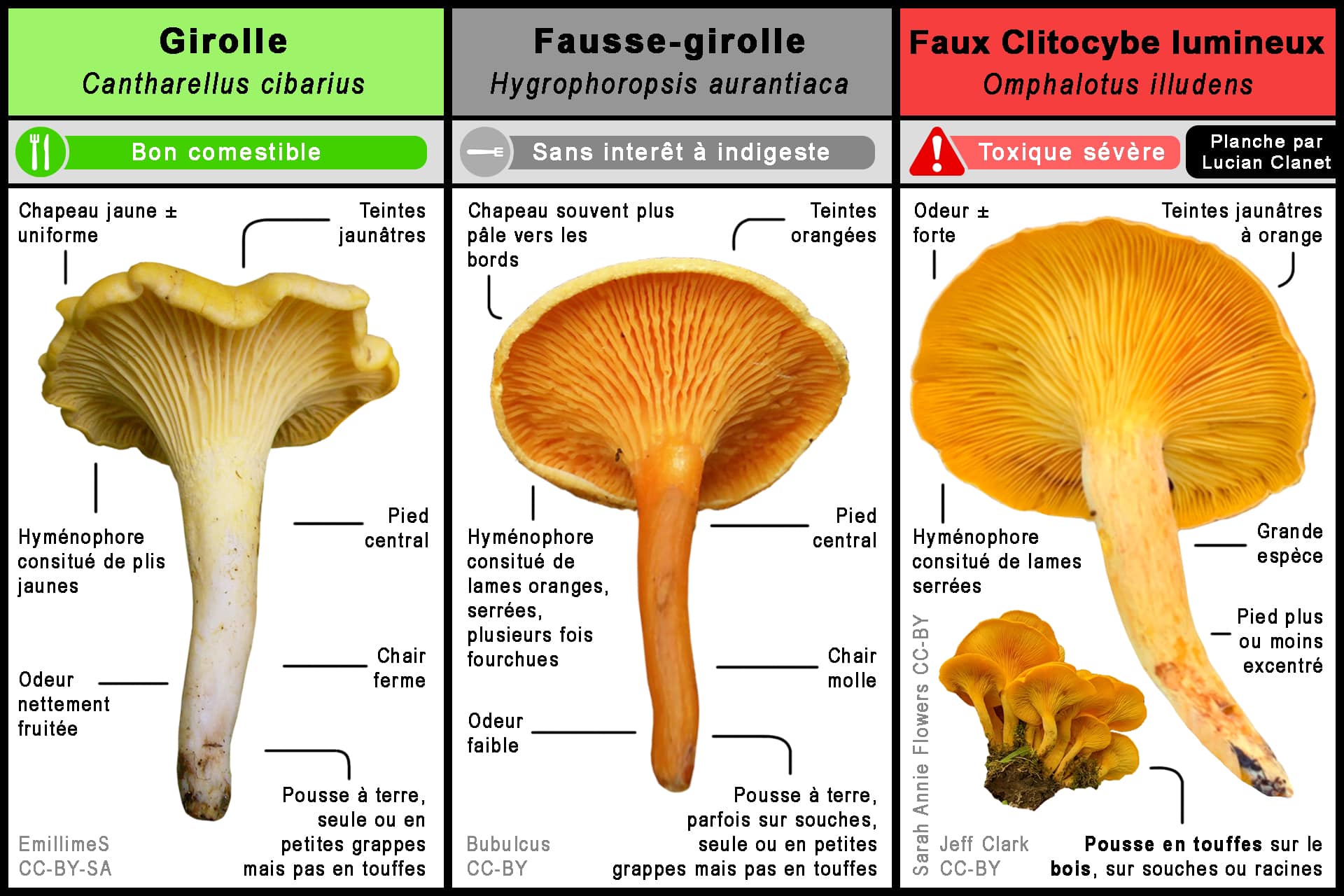 fausse girolle
