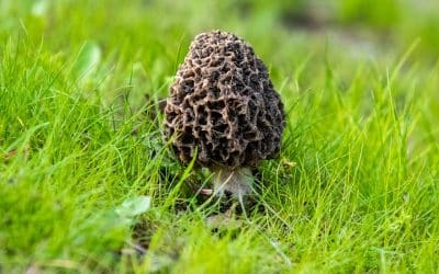 Comment réussir à cultiver des morilles
