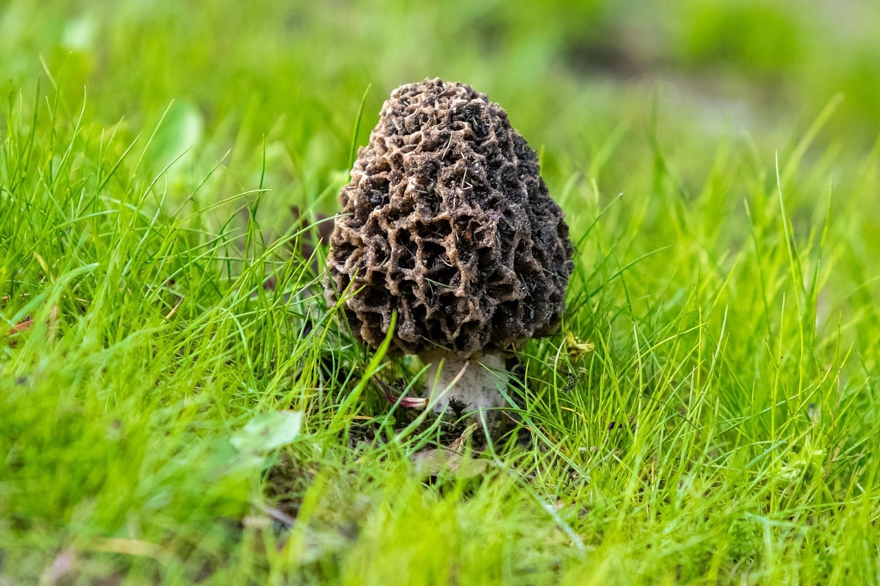 morilles