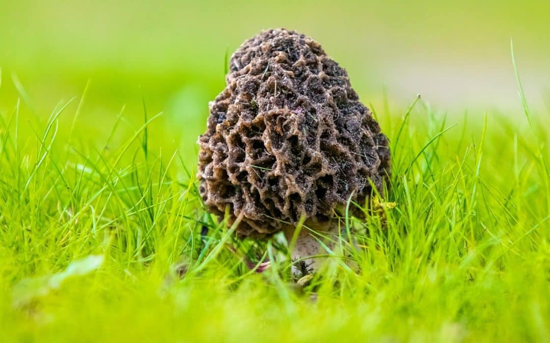 Comment nettoyer des morilles fraîches : les secrets pour une préparation parfaite