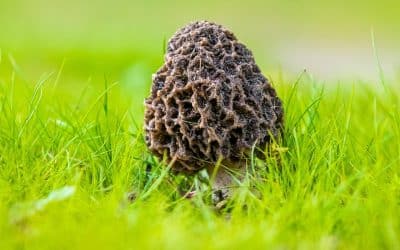 Comment nettoyer des morilles fraîches : les secrets pour une préparation parfaite