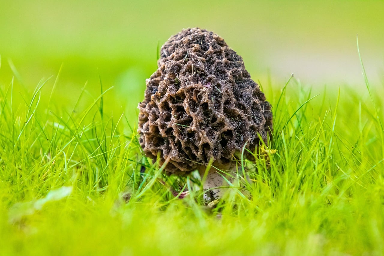 morilles