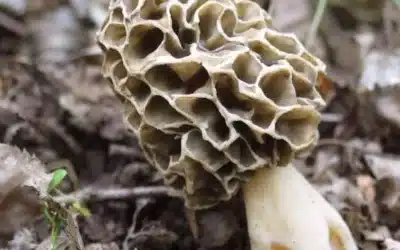 Morille blanche toxique : Dangers, confusions et règles de consommation