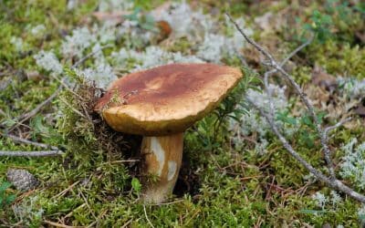 Boletus boletus : Le guide complet pour identifier et cuisiner ce champignon