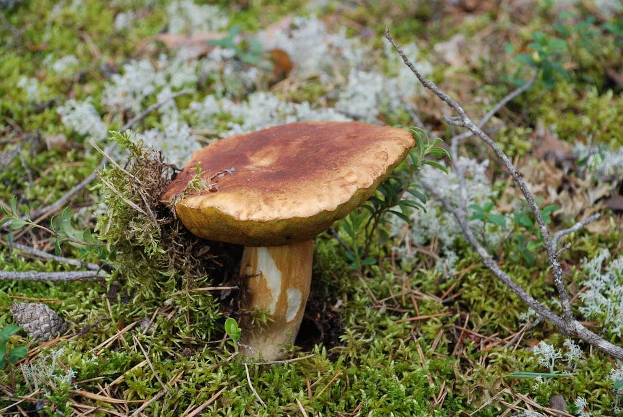boletus boletus