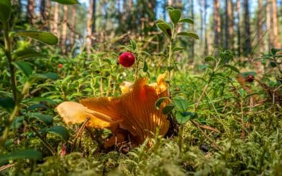 Cuisson des girolles : L&rsquo;art de poêler parfaitement ce champignon d&rsquo;exception