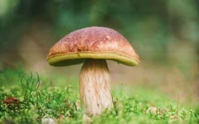 Boletus Porcini : Tout savoir sur le champignon roi de la agstronomie