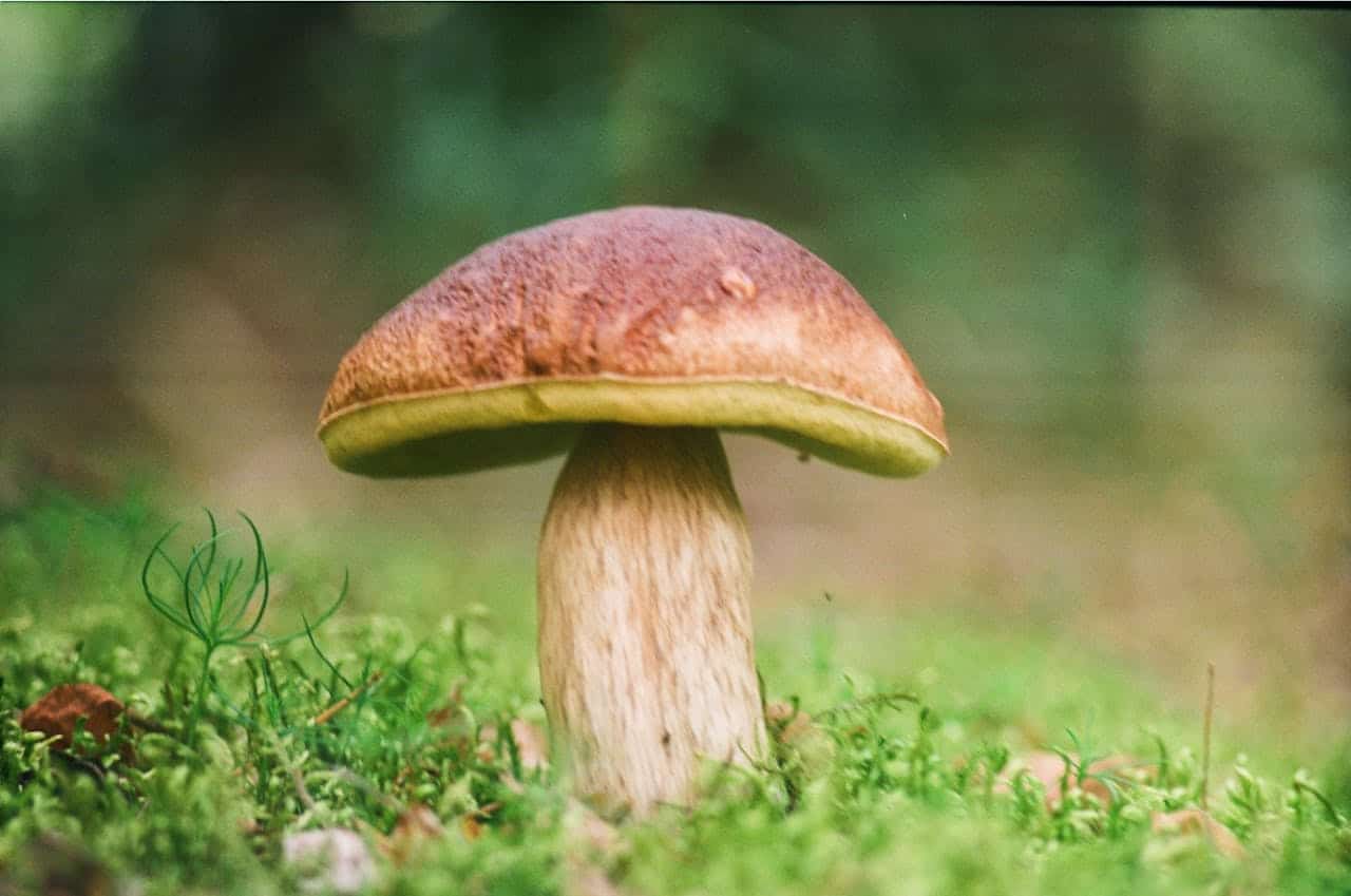boletus porcini