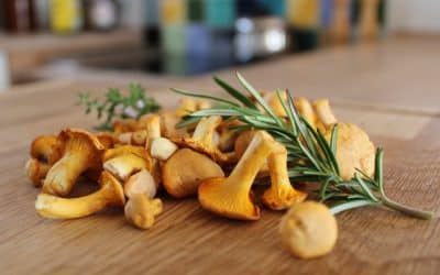 Chanterelle Cantharellus cibarius : Le guide complet de la girolle