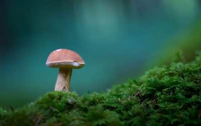 Comment nettoyer des cèpes : les règles d&rsquo;or pour préserver leur saveur