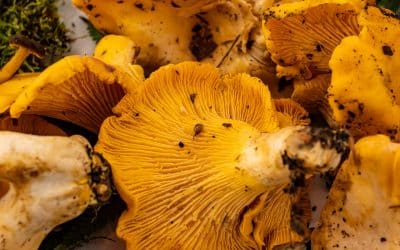 Comment conserver des girolles : Toutes les méthodes pour préserver vos champignons