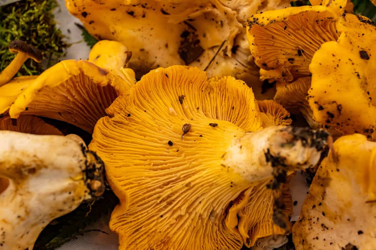 girolles